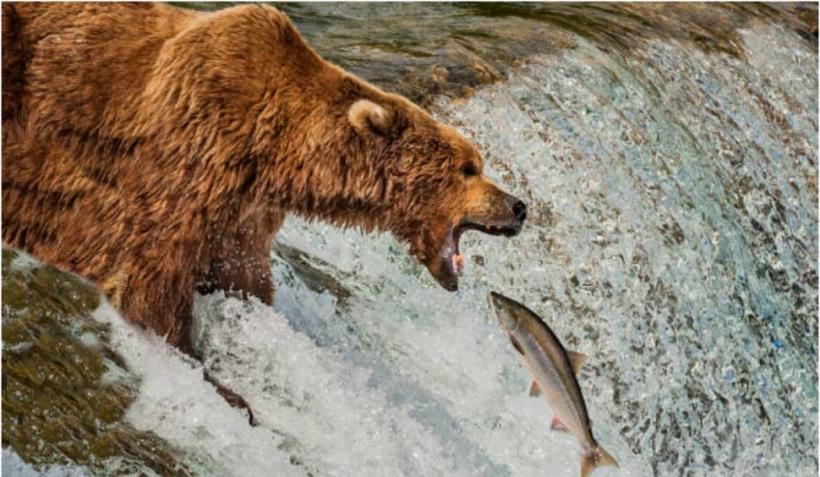 Un urs „pescar” a făcut ravagii la o păstrăvărie din Apuseni. Ferma a rămas fără o tonă de pește