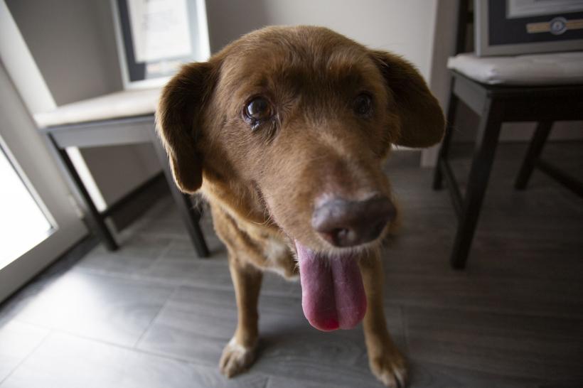 Guinness World a suspendat titlul &quot;Cel mai bătrân câine din lume&quot;. Bobi ar fi murit la 31 de ani