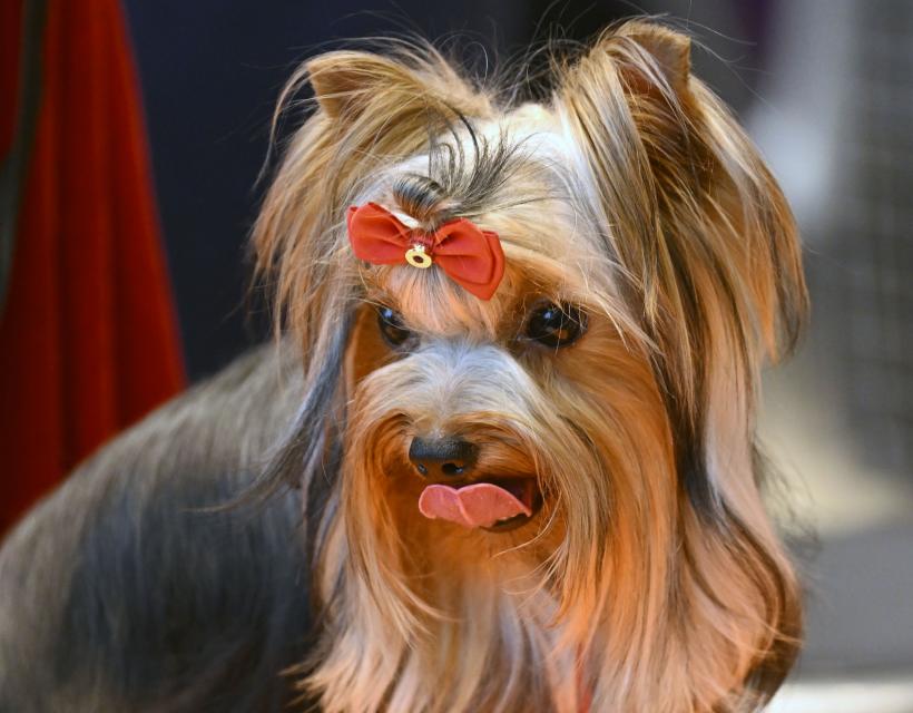 8 rase de câini care arată ca niște puiuți toată viața 18880193