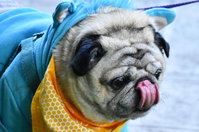 8 rase de câini care arată ca niște puiuți toată viața 18880280