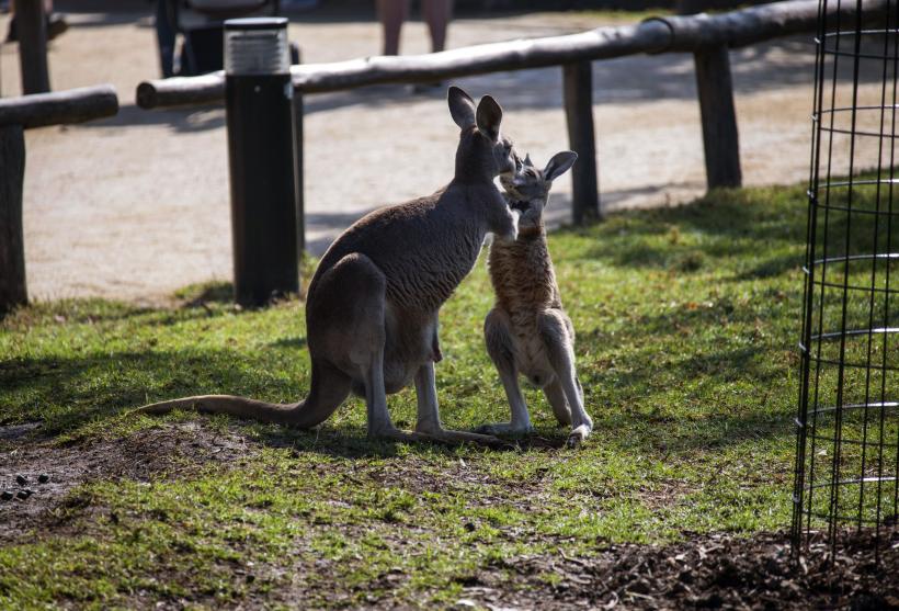Val de căldură extremă în Australia. Crește riscul incendiilor de vegetație 18880526