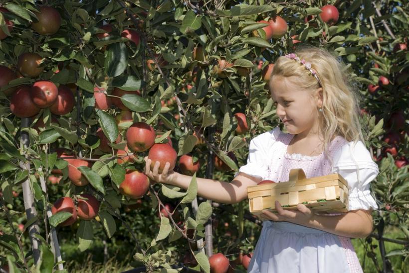 Un fruct produs în România s-a scumpit cu peste 50% față de anul trecut 18880482