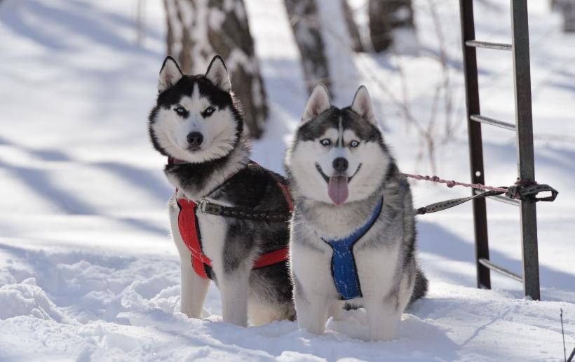 10 rase cu cel mai puternic lătrat. Vocea lor puternică alertează și intimidează  18880582