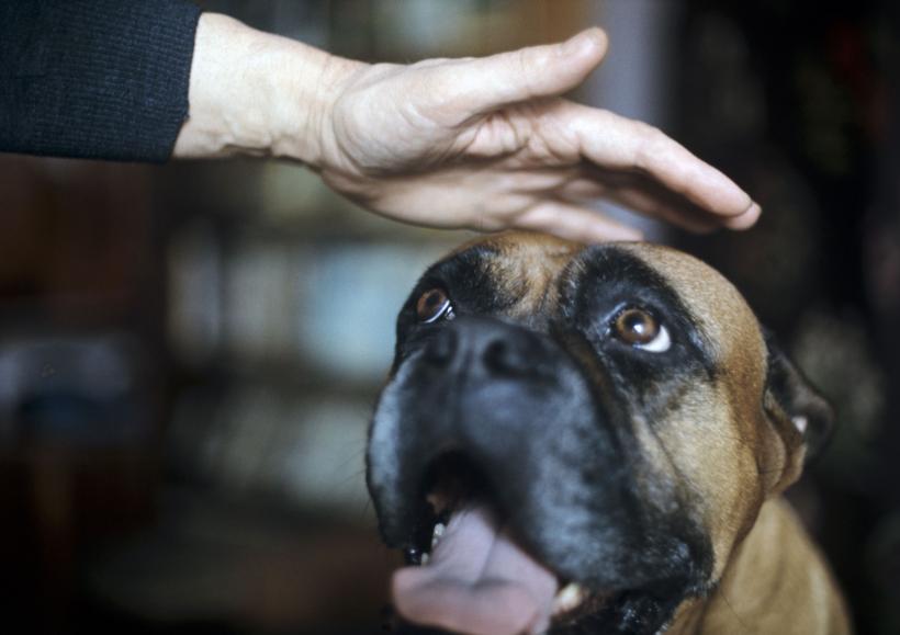 10 rase cu cel mai puternic lătrat. Vocea lor puternică alertează și intimidează  18880583