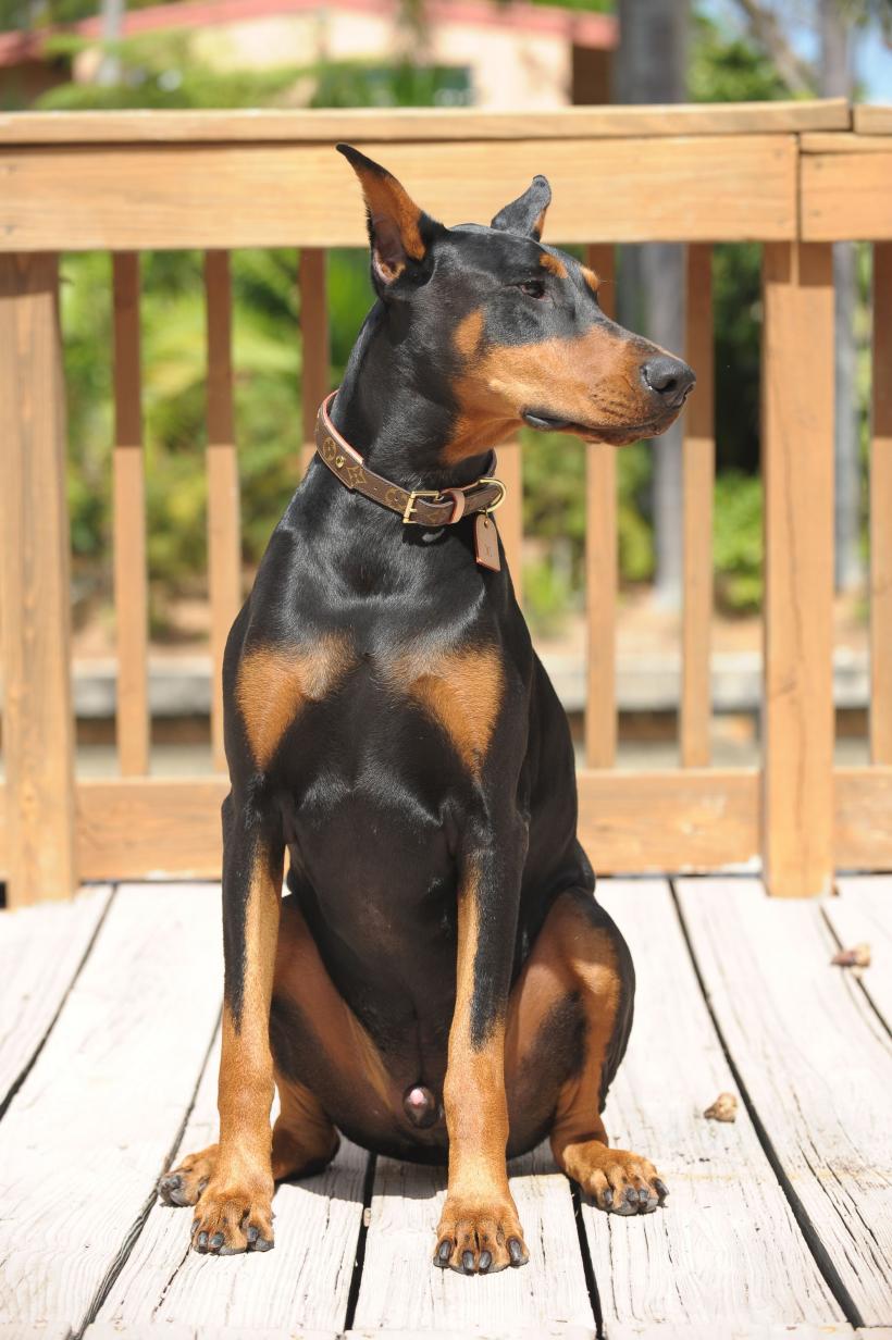 10 rase cu cel mai puternic lătrat. Vocea lor puternică alertează și intimidează  18880587