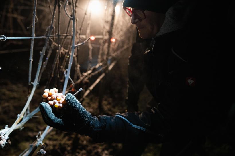 Ce este "Vinul de gheață", licoarea-unicat produsă în România, comandată chiar de Papa Francisc 18880614