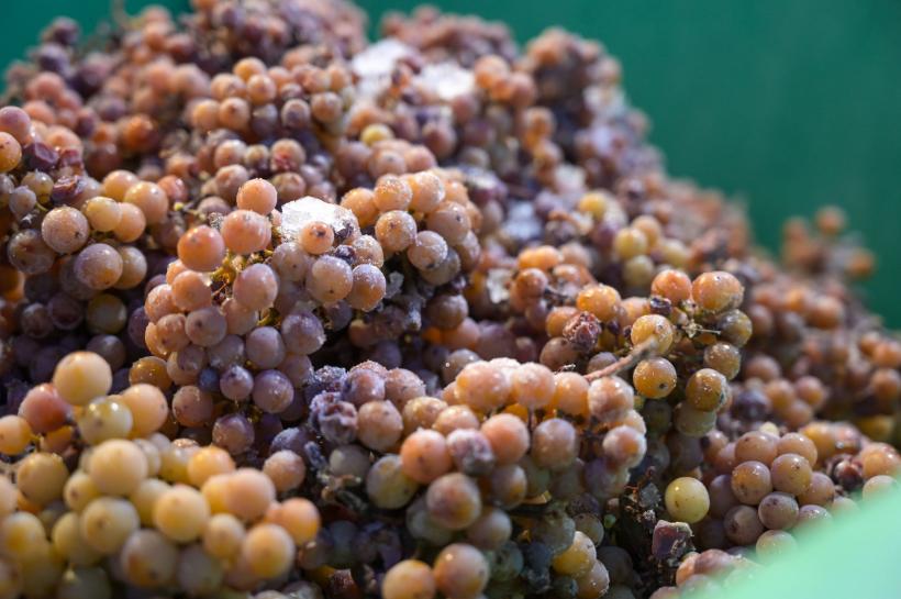 Ce este "Vinul de gheață", licoarea-unicat produsă în România, comandată chiar de Papa Francisc 18880615