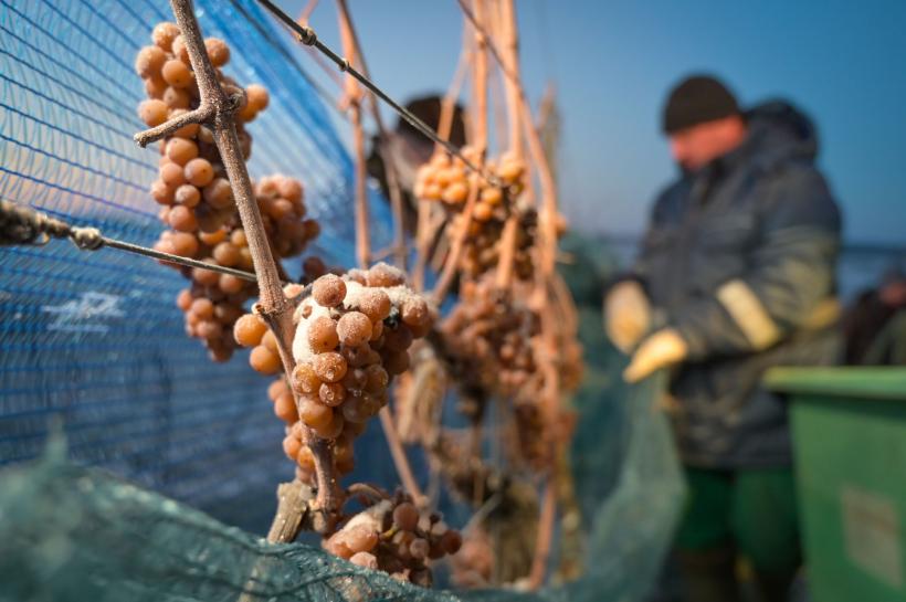 Ce este "Vinul de gheață", licoarea-unicat produsă în România, comandată chiar de Papa Francisc 18880616