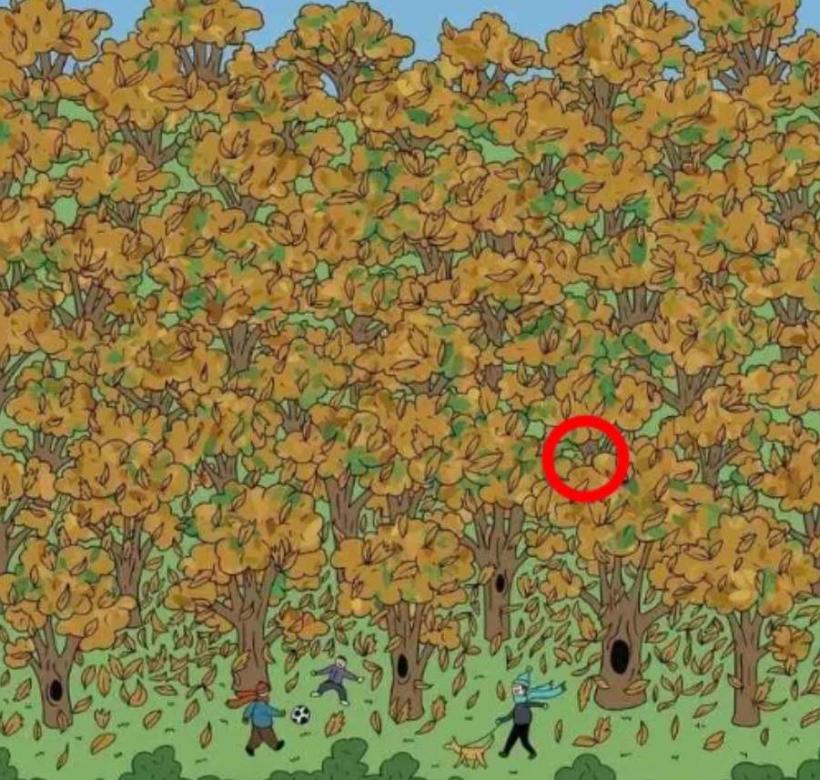 Test IQ. Găsește veverița din imagine în 9 secunde 18881020