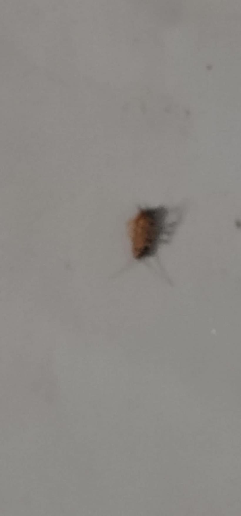 Mall din Târgu Mureş, închis temporar din cauza gândacilor 18881208