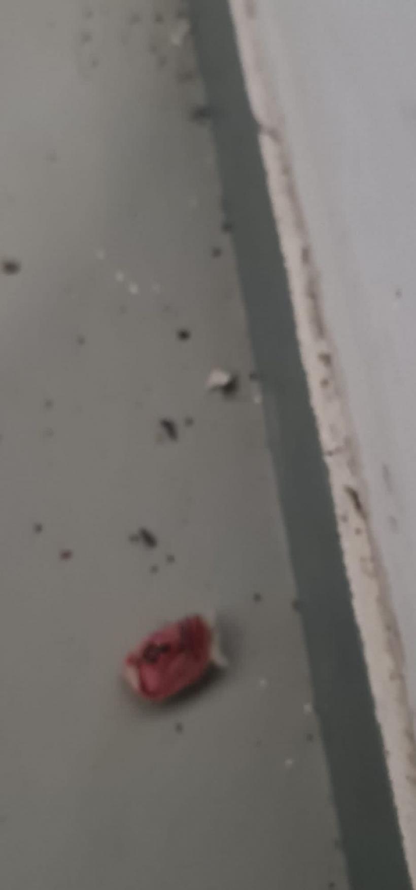 Mall din Târgu Mureş, închis temporar din cauza gândacilor 18881209