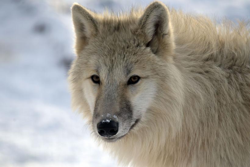 O țară imensă apare pe harta lumii. Este bogată în resurse minerale și are 40.000 de locuitori 18881554