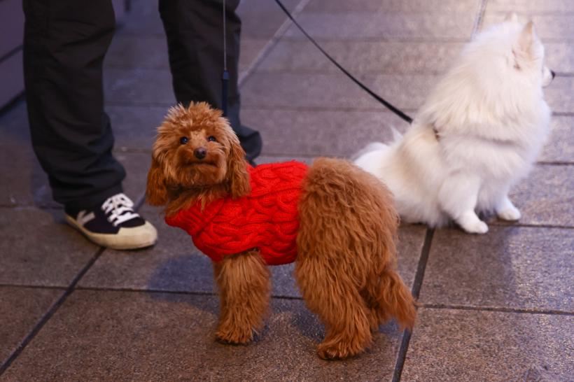 De ce să nu-ți hrănești câinele cu oase 18881936