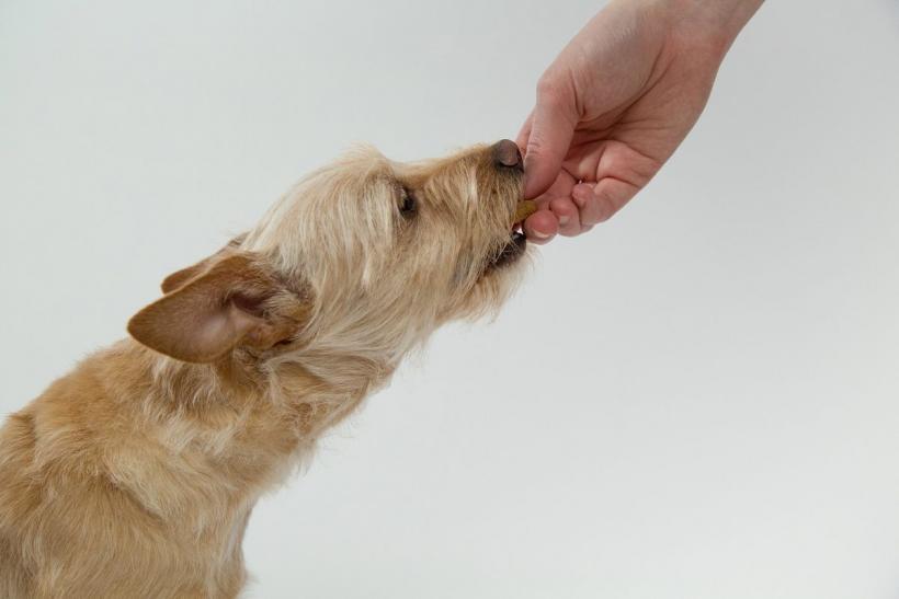 De ce să nu-ți hrănești câinele cu oase
