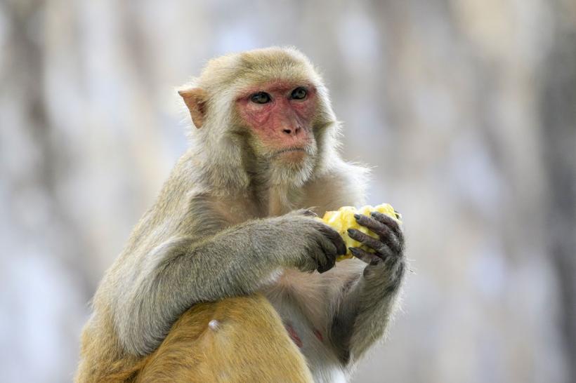 O maimuță evadată dintr-o grădină zoologică din Scoția este urmărită cu drone