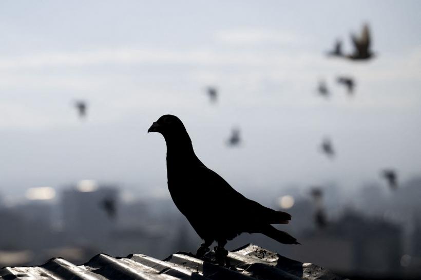 Porumbel suspectat de spionaj pentru China, ținut opt luni în captivitate în India 