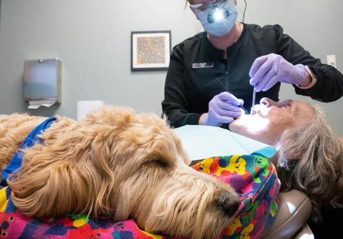 Frica de dentist, alungată de cățelul Ollie. Patrupezii scad nivelul hormonului de stres la oameni 18882757