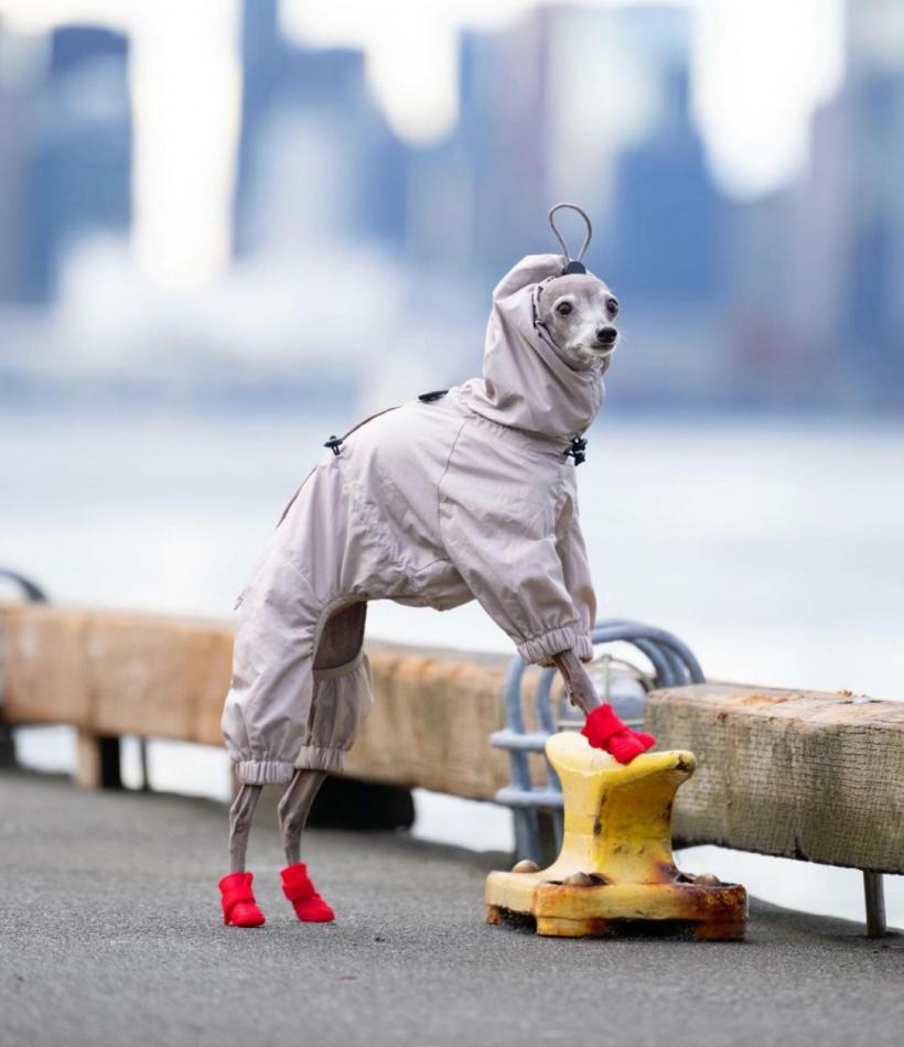 Tika ogarul, câinele haute-couture cu garderobă de 20.000 de dolari 18882740