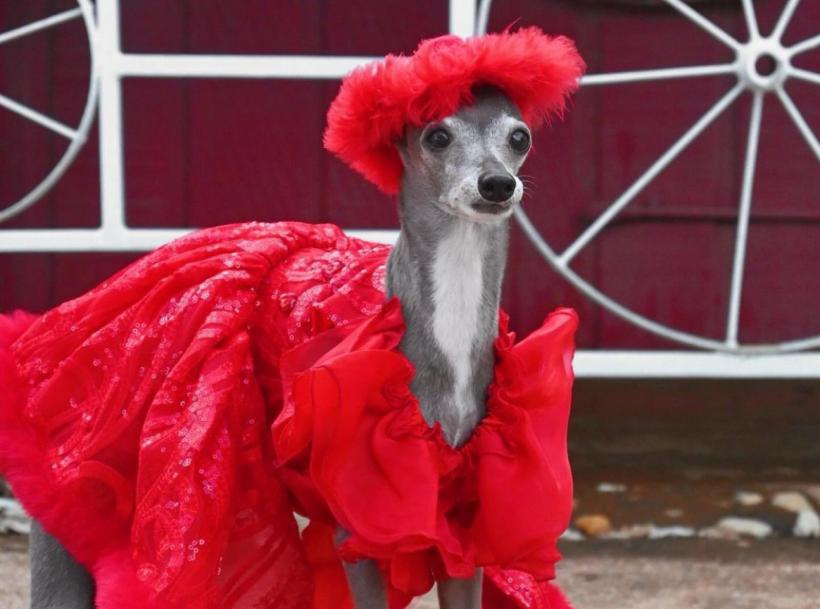 Tika ogarul, câinele haute-couture cu garderobă de 20.000 de dolari