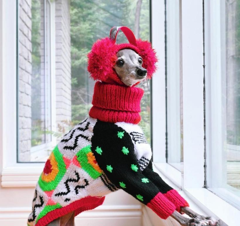 Tika ogarul, câinele haute-couture cu garderobă de 20.000 de dolari 18882742