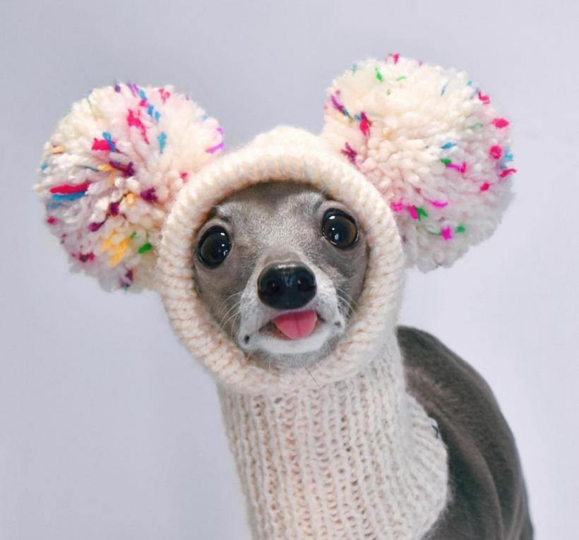 Tika ogarul, câinele haute-couture cu garderobă de 20.000 de dolari 18882743