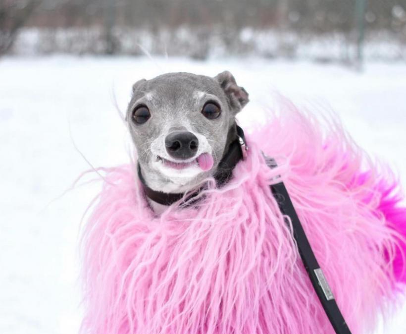 Tika ogarul, câinele haute-couture cu garderobă de 20.000 de dolari 18882744