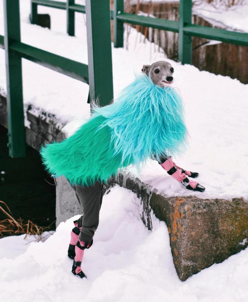 Tika ogarul, câinele haute-couture cu garderobă de 20.000 de dolari 18882745