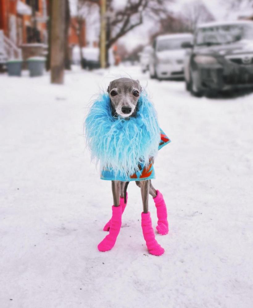 Tika ogarul, câinele haute-couture cu garderobă de 20.000 de dolari 18882746