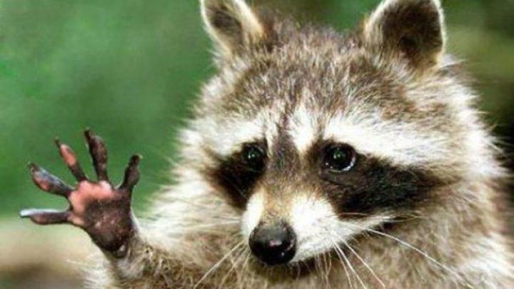 Un raton buclucaș a produs o pană de curent care a lăsat 7.000 de oameni în beznă 18882732