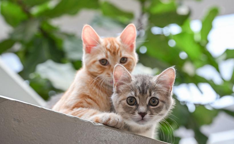 De ce le plac pisicilor măslinele. La ce trebuie să fii atent 18883177