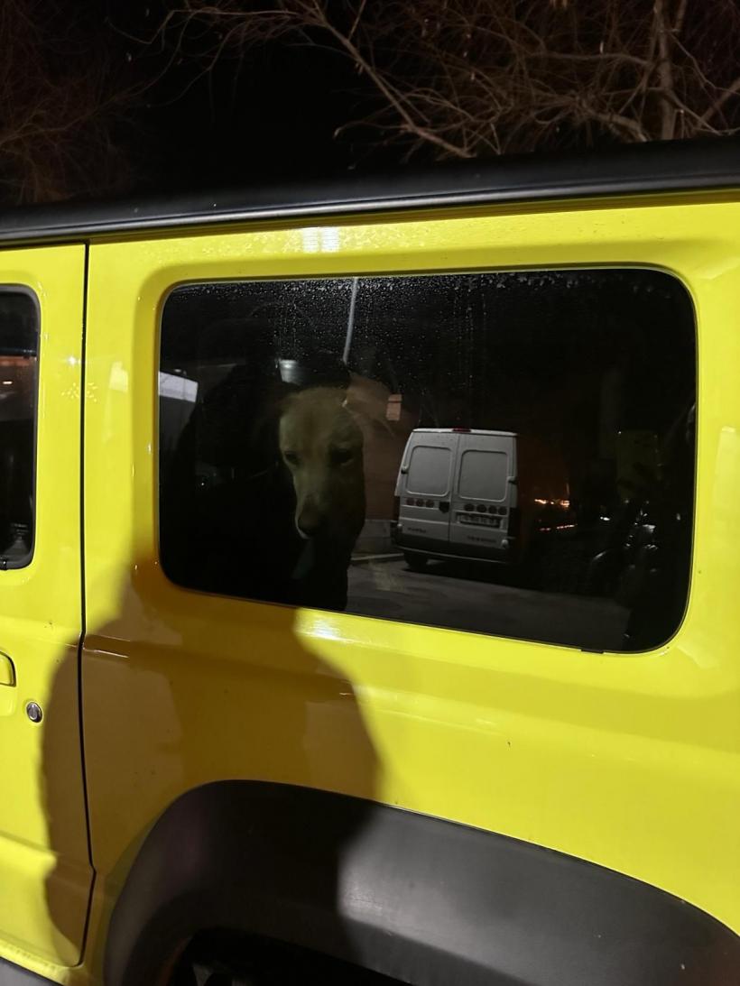 Câinele unui actor celebru al scenei romanești, salvat de pe lacul înghețat din Mogoșoaia 18883417