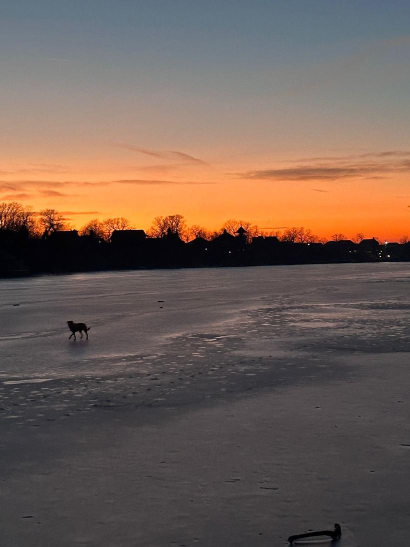 Câinele unui actor celebru al scenei romanești, salvat de pe lacul înghețat din Mogoșoaia 18883418
