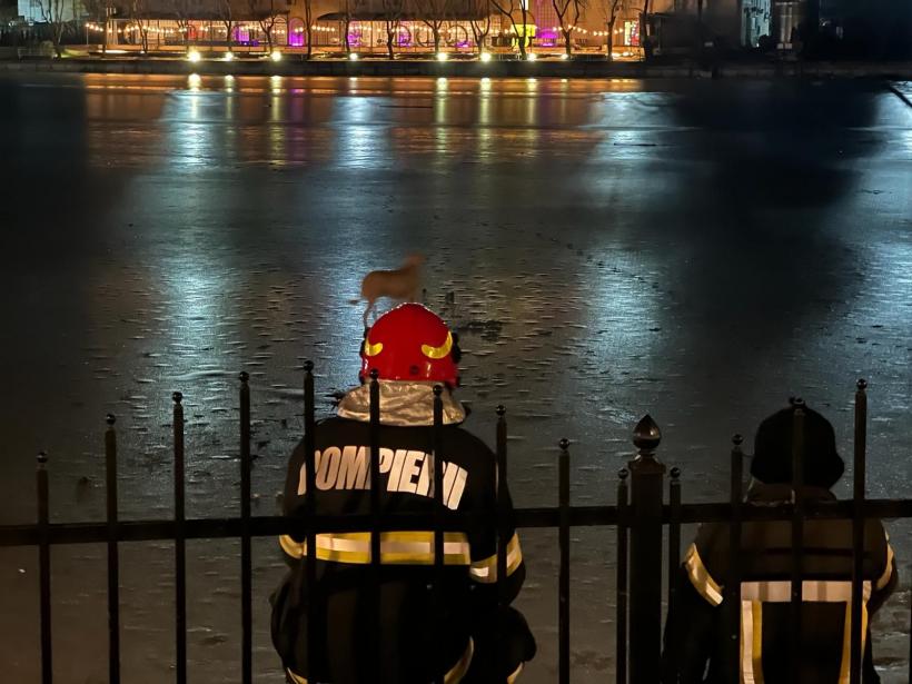 Câinele unui actor celebru al scenei romanești, salvat de pe lacul înghețat din Mogoșoaia 18883419