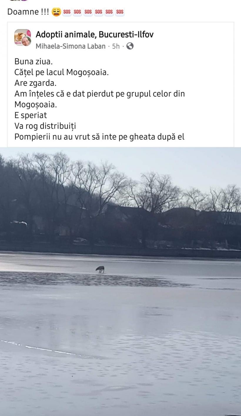 Câinele unui actor celebru al scenei romanești, salvat de pe lacul înghețat din Mogoșoaia 18883421