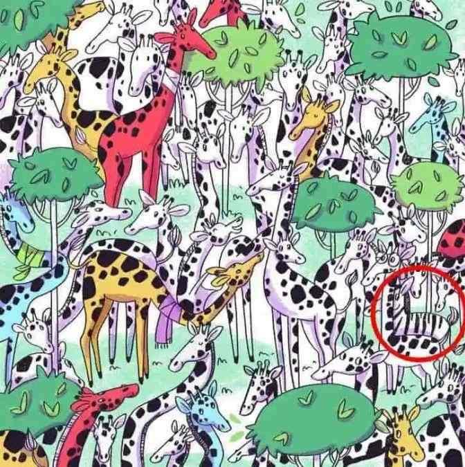 Test de inteligență. Găsește zebra ascunsă printre girafe 18883439