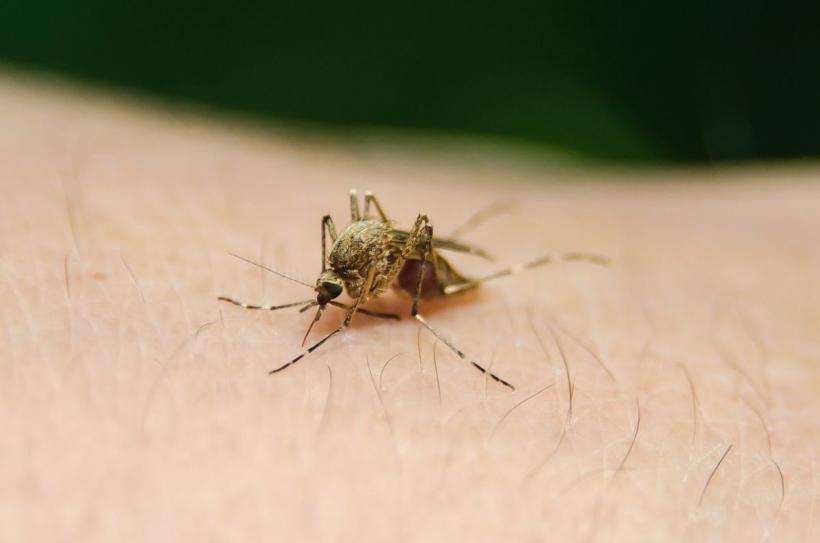 Malaria „de import” poate fi adusă din alte 100 de țări, nu doar din Zanzibar