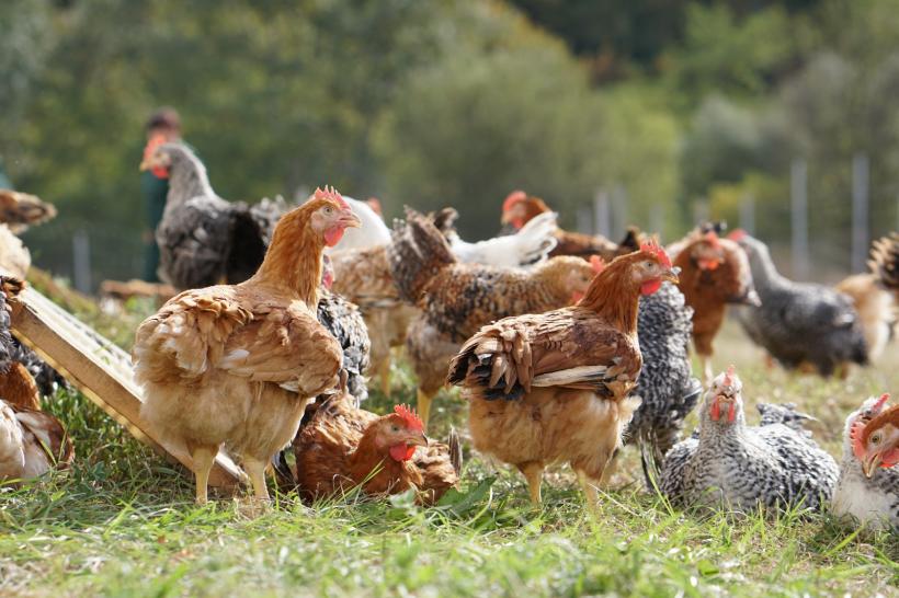  A crescut producţia de carne de pasăre a României