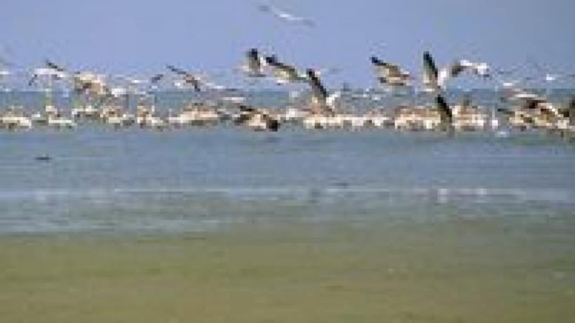 Accident în Delta Dunării. Un om a căzut de la bordul unei nave ucrainene 18883970