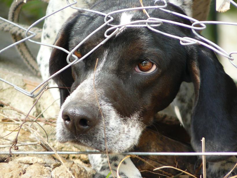 Câine lăsat în lanț, fără apă și hrană, într-o localitate din Hunedoara.Proprietarul are dosar penal