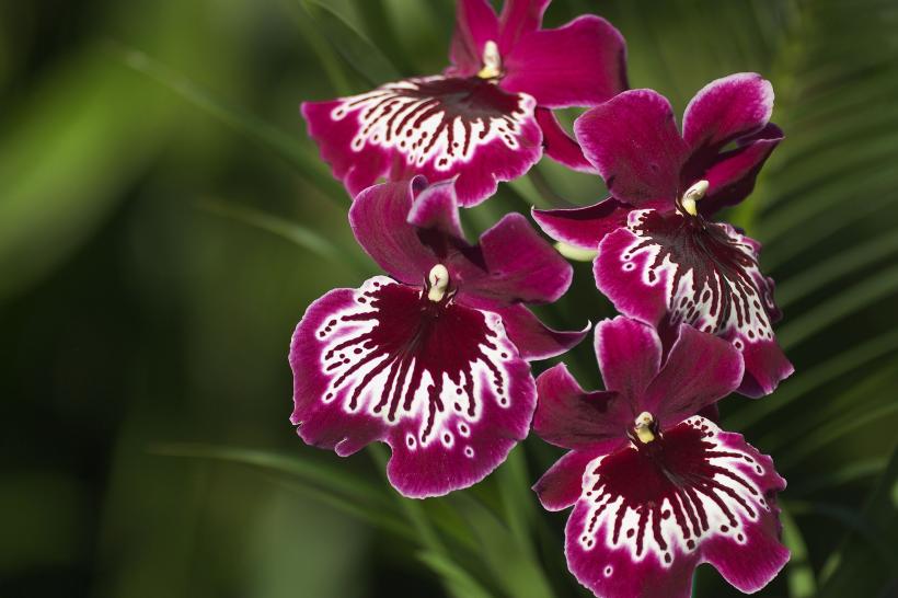 Regula de 10 zile pentru înflorirea orhideelor