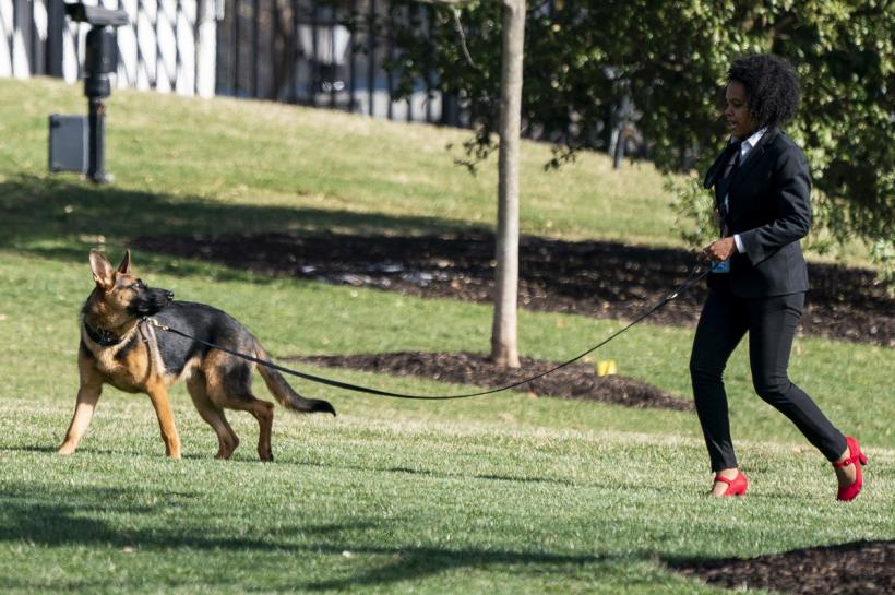 Spaima Casei Albe! Câinele lui Biden i-a mușcat de 24 de ori pe cei de la Secret Service