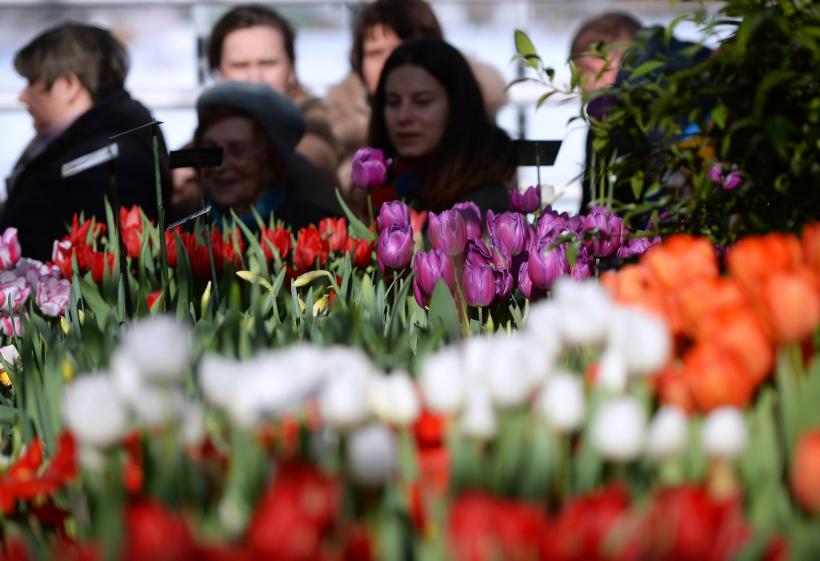 Care sunt cele mai căutate flori pentru 8 martie în România? 
