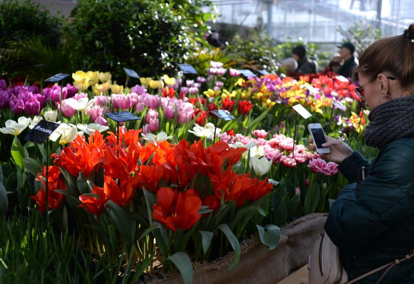 Care sunt cele mai căutate flori pentru 8 martie în România?  18886837