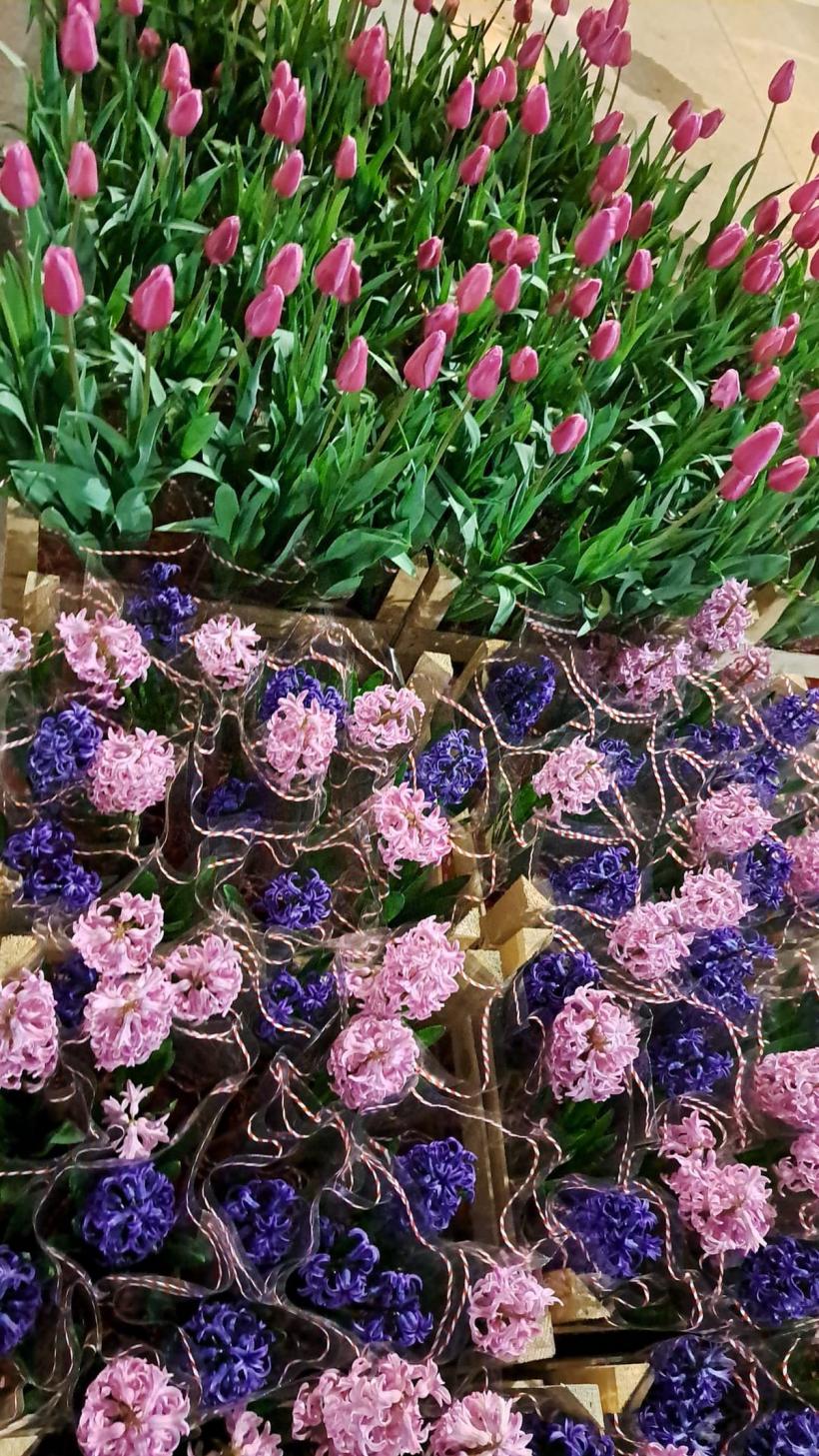 Vrei flori ieftine? Găsești noaptea, la Pucheni. Secretele cultivatorilor de lalele, narcise și zambile 18886787