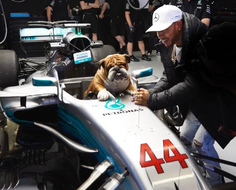 Povestea lui Roscoe, bulldogul vegan al campionului Lewis Hamilton