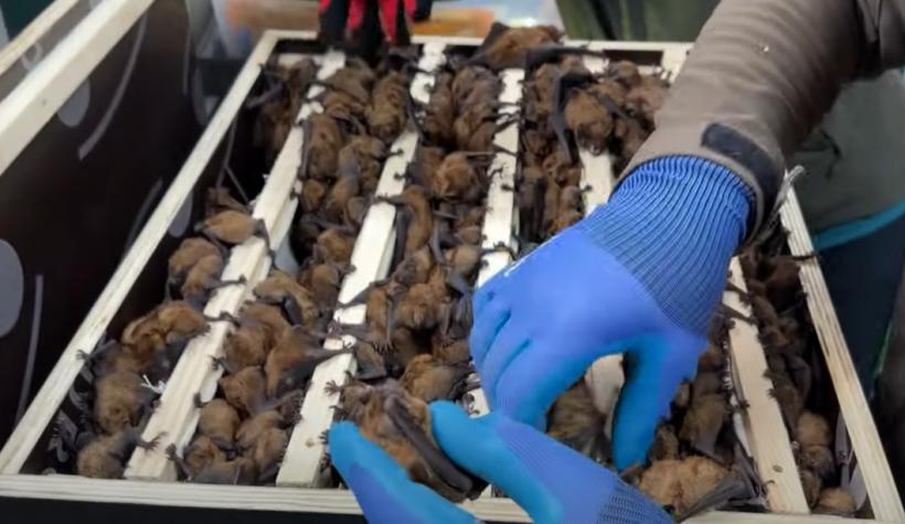 Record neașteptat în România: Salvarea unei colonii uriașe de lilieci! 18888003