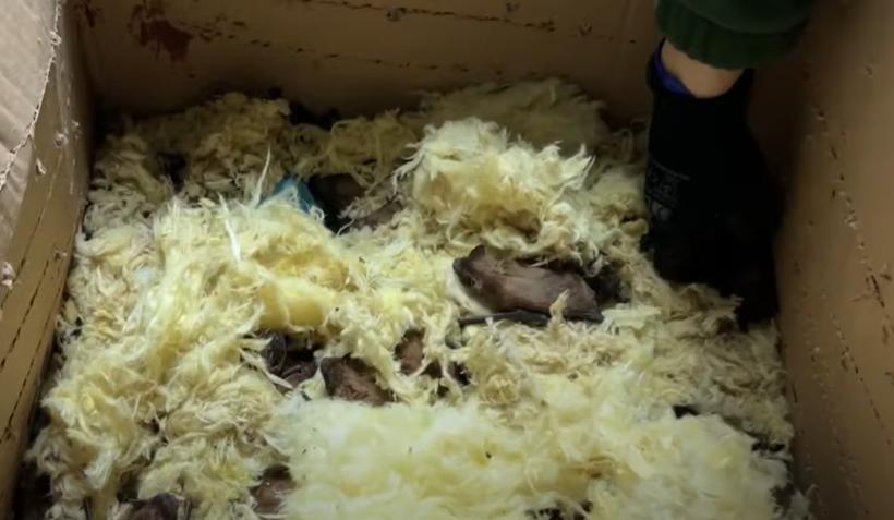 Record neașteptat în România: Salvarea unei colonii uriașe de lilieci! 18888005