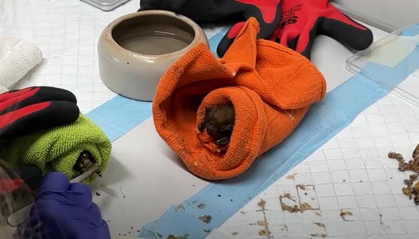 Record neașteptat în România: Salvarea unei colonii uriașe de lilieci! 18888006