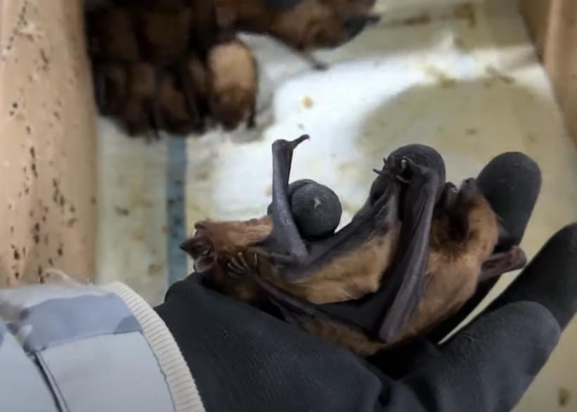 Record neașteptat în România: Salvarea unei colonii uriașe de lilieci! 18888007