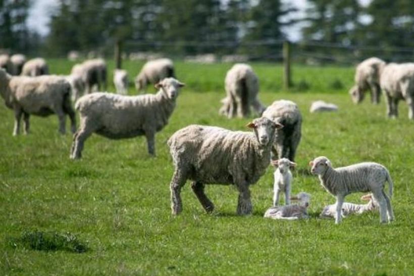 China interzice importurile de ovine și caprine din Georgia, din cauza variolei 